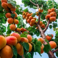 فروش بهترین نهال زردالو با ضمانت کتبی ده ساله|خدمات باغبانی و درختکاری|سلماس, |دیوار