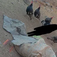 بقلمون محلی نر|حیوانات مزرعه|جغتای, |دیوار