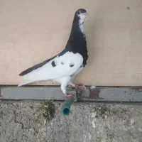 کبوتر نر و ماده