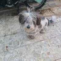 واگذاری سگ|سگ|دزفول, |دیوار