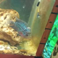 ماهی فروخته میشود|ماهی|سراب, |دیوار