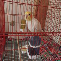 عروس هلندی نر