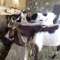 بز و بزغاله