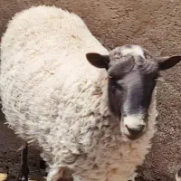 بره رومانوف|حیوانات مزرعه|شیراز, شهرک مهدی‌آباد|دیوار