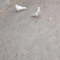 یک جفت تهرانی