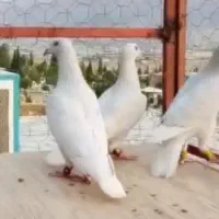 سه تا الماسی  دوتا نر یه ماده|پرنده|فسا, |دیوار