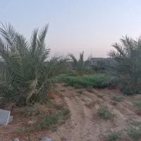 1000 متر باغ روستا چاه عربی (اتوبان بوشهر برازجان|فروش خانه و ویلا|برازجان, |دیوار