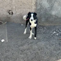 نگهبان اصیل