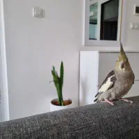 عروس هلندی|پرنده|کوهدشت, |دیوار