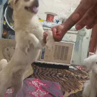 سگ خانگی خوب اصیل ونزادخوب