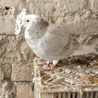 سه عدد کفتر مفت|حیوانات|شیروان (خراسان), |دیوار