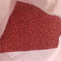 فروش گندم بذر 500 کیلو|عمدهفروشی|سقز, |دیوار