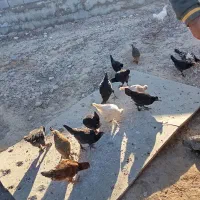 مرغ و خروس محلی اصل