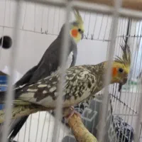 عروس هلندی|پرنده|مشهد, کوشش|دیوار