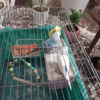 پرنده|پرنده|سنندج, |دیوار