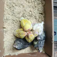 جوجه عروس هلندی|پرنده|قم, انصار‌الحسین|دیوار