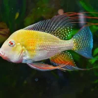 ماهی سرای نیشابور|ماهی|نیشابور, دارایی|دیوار