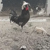 خرس لهستانی