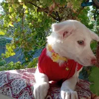 توله شیتزو اشپیتز 80 روزه