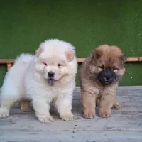 سگ چاوچاو وارداتی و داخلی چوچو|سگ|کرج, باغستان|دیوار