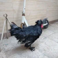 جوجه لهستانی سلطانی پاپر