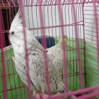 عروس هلندی ماده|پرنده|محمدیه-قزوین, |دیوار