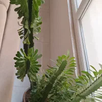 افوربیا سبز