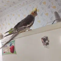 عروسهلندیسخنگو|پرنده|چهارباغ, |دیوار