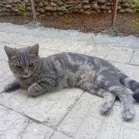 گربمون گمشده مژدگانی به یابنده