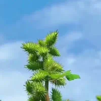 کار.باغبانی