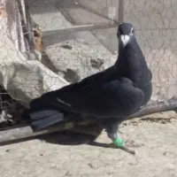 زاغ آلمانی نرپر غلط اشکی تاحتی