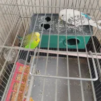 یه جفت مرغ عشق نر سبز ماده آبی