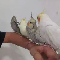 عروس هلندی خاکستری شش ماهه|پرنده|سردشت, |دیوار