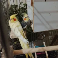 عروس هلندی|پرنده|کنگاور, |دیوار