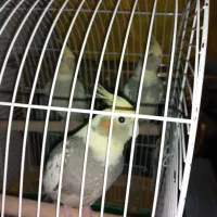 عروس هلندی ۳ماه تا۶ماه فروش|پرنده|سلمان‌شهر, |دیوار