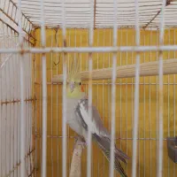 عروس هلندی