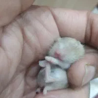 واگذاری رایگان تعدادی همستر و خوکچه هندی|موش و خرگوش|کاشان, میدان کهنه|دیوار