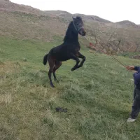 اسب نریان یک سال