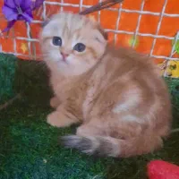 بچه گربه ها با تحویل حضوری در اهواز|گربه|رامهرمز, |دیوار