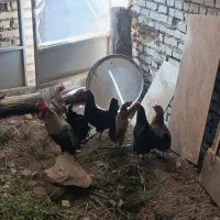 مرغ فروشی درحمیدیه