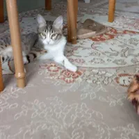 واگذاری دو بچه گربه خانگی دی اس اج|گربه|سنندج, |دیوار