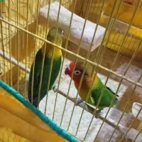 طوطی برزیلی|پرنده|ری, شهادت|دیوار