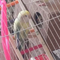 طوطی برزیلی