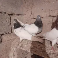 تعداد ۳۰ عدد کبوتر کله ای|پرنده|لیلان, |دیوار