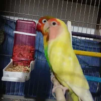 کوتوله برزیلی|پرنده|فولادشهر, B2|دیوار