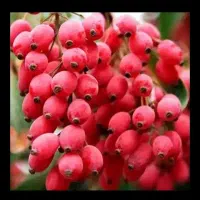 زرشک دون شده آبدار|خوردنی و آشامیدنی|تهران, آشتیانی|دیوار