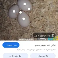 تخم عروس هلندی بشرط نطفه ۴تاباهم۳۰۰هزار|پرنده|بجنورد, |دیوار