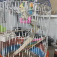 عروس هلندی|پرنده|سنقر, |دیوار