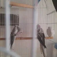 یک جفت عروس هلندی