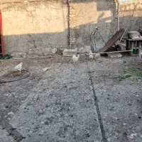 مروغ وخروس
